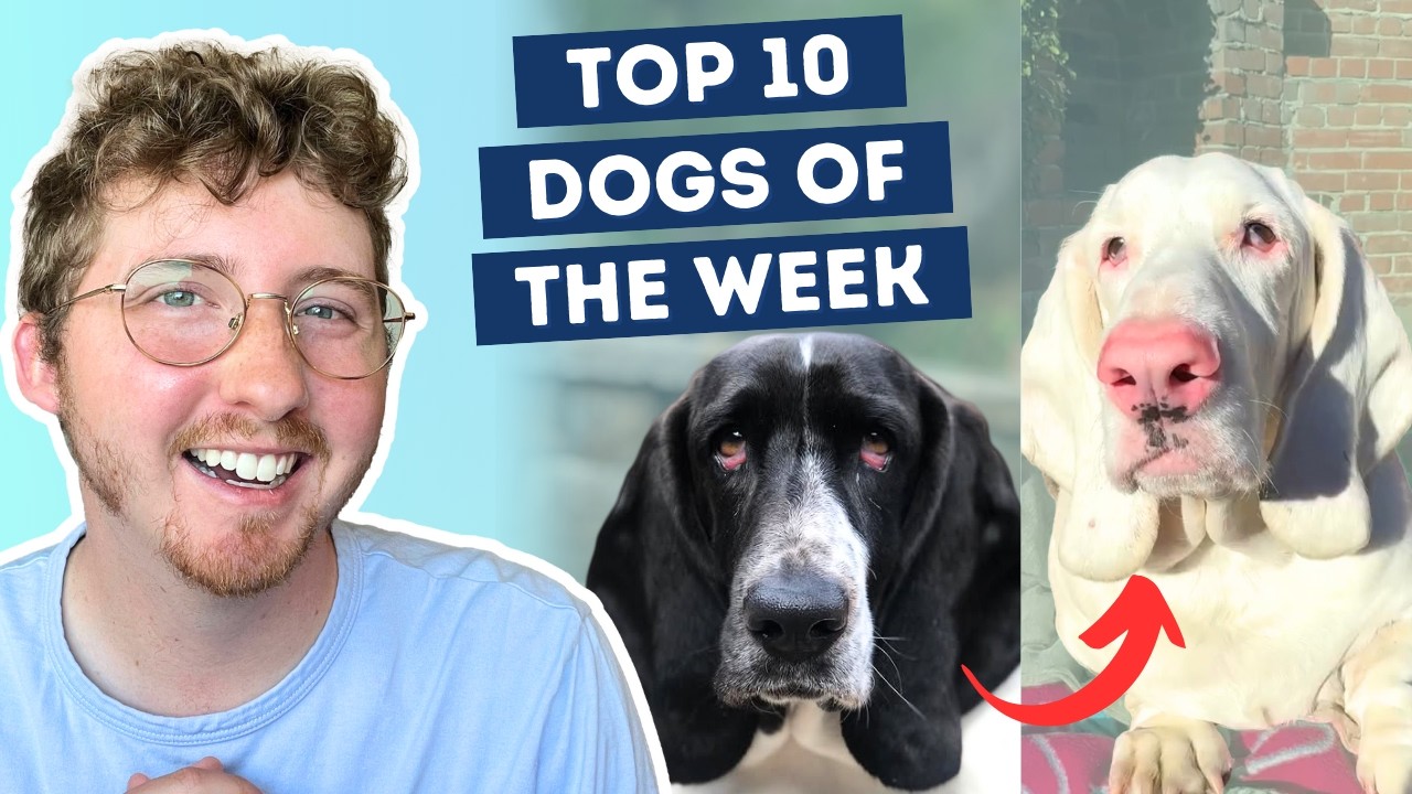 Basset Hound Changes From Black to White