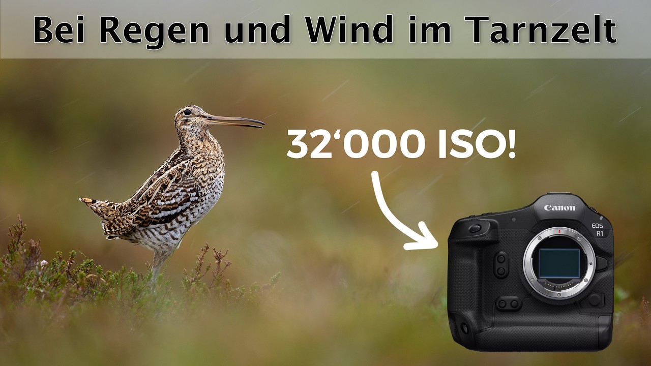 Doppelschnepfen bei der Balz - Extreme LOW-LIGHT Vogelfotografie