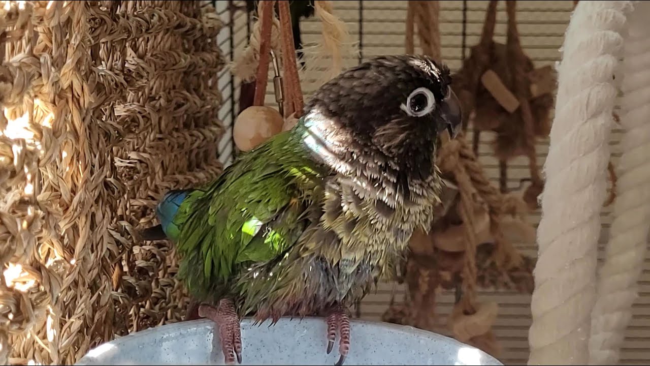 7 hours of relaxing conure parakeet sounds