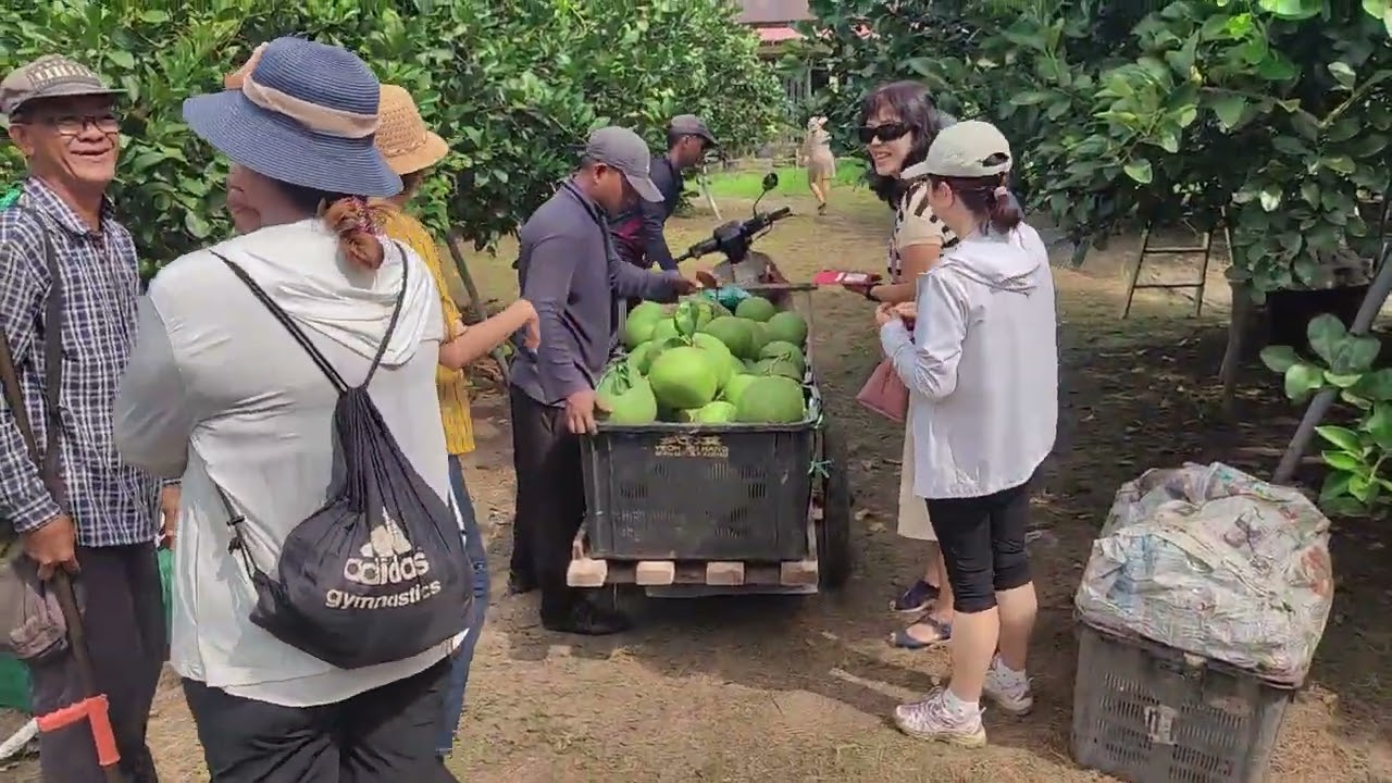 Pomelo farm and salted duck eggs at Kuala Kurau mumumkaikai trip
