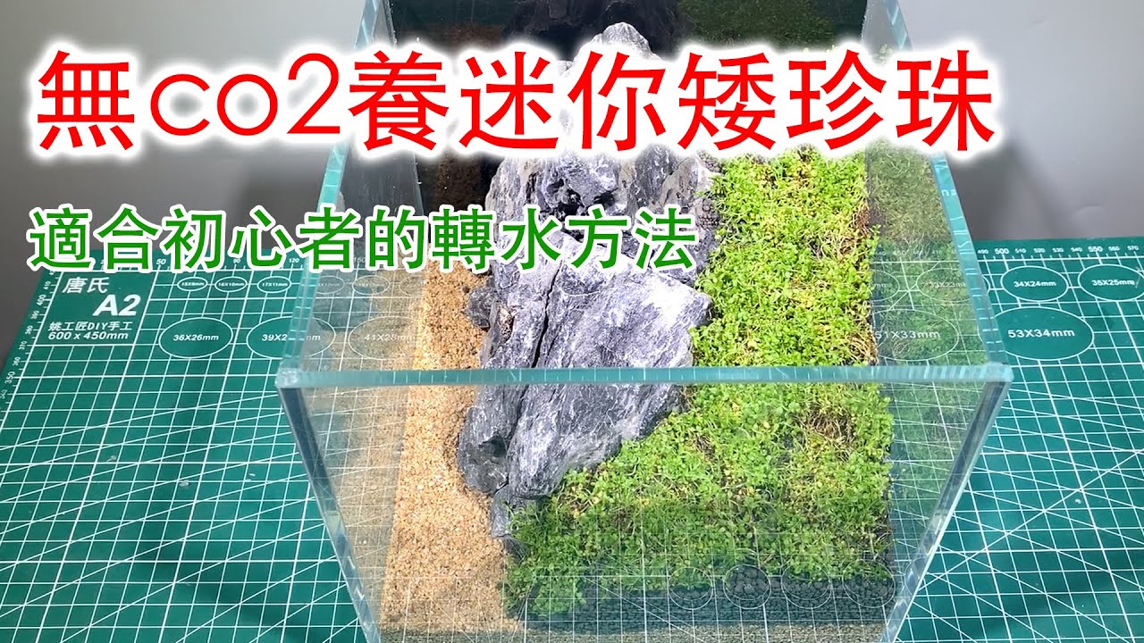 懸浮缸無co2開缸迷你矮珍珠，簡簡單單不用co2養活水上葉水草|No CO2, planting Hemianthus callitrichoides ’Cuba’.