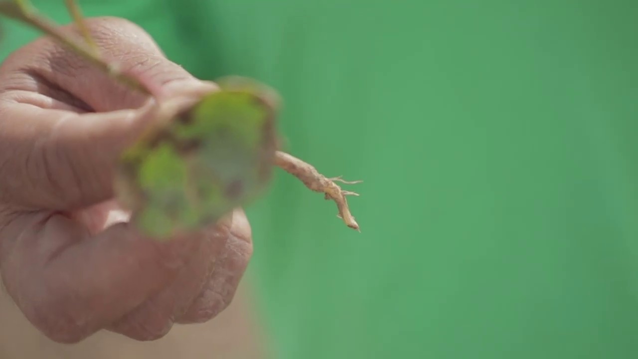 “ENTOJEAN” – ўсиш ва ривожланишни бошқарувчи препарат 
