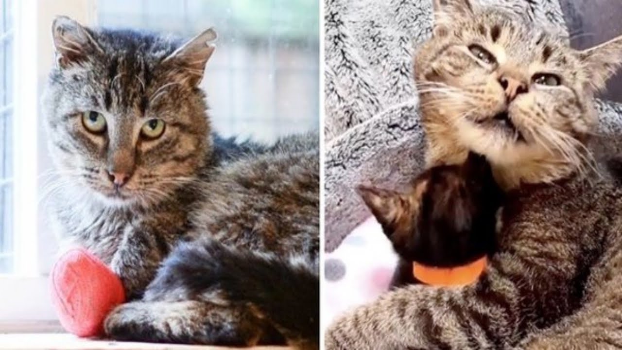 Grandpa Cat Waited Months to Cuddle Kittens, Has His Dream Come True