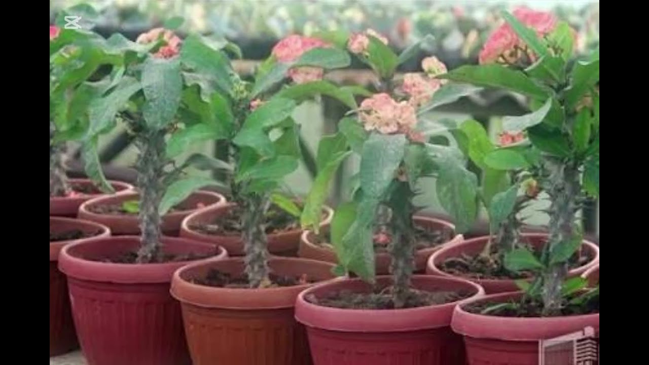 10 Mistakes That Kill Your Plants #top #flowers #aloe #aloevera #benefits
