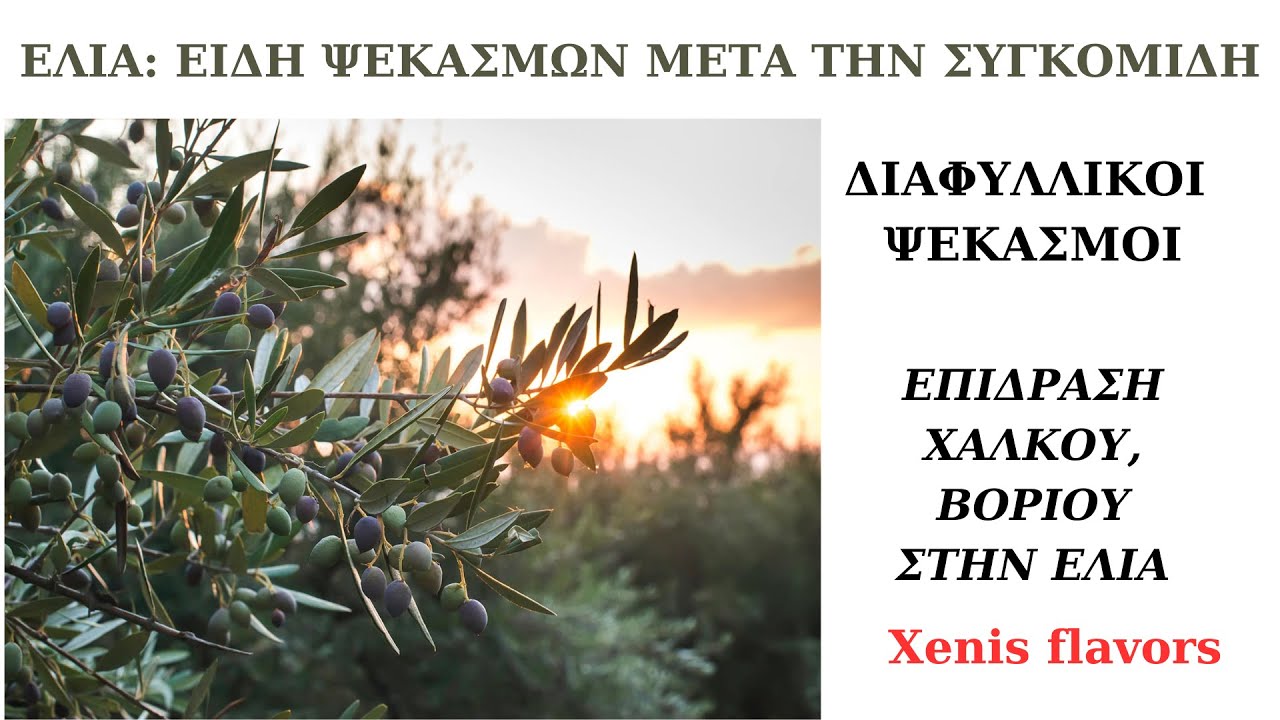 ΕΛΙΑ:ΨΕΚΑΣΜΟΙ ΔΙΑΦΥΛΛΙΚΟΙ ΟΛΟ ΤΟΝ ΧΡΟΝΟ!ΕΠΙΔΡΑΣΗ ΧΑΛΚΟΥ, ΒΟΡΙΟΥ ΣΤΗΝ ΕΛΙΑ! Xenis flavors
