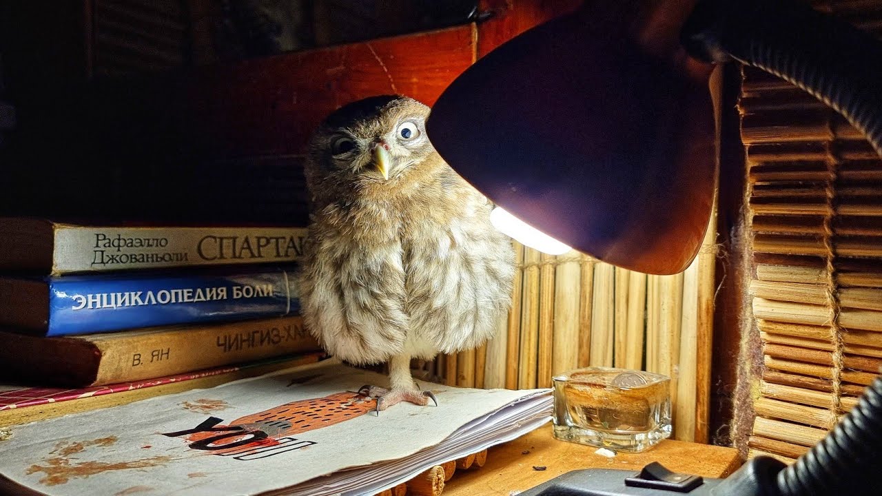 Why does an owl stand on one leg?