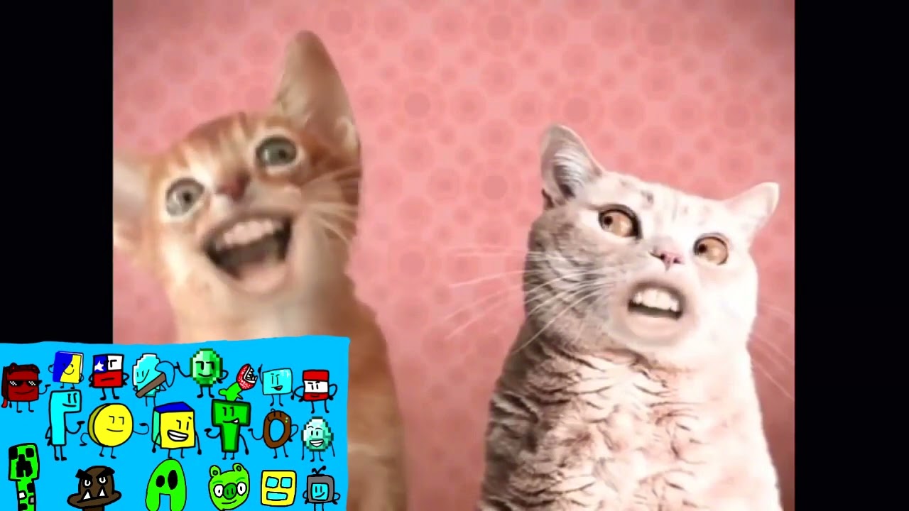 Preview 2 Numa Cat effects^4 [Inspired by Preview 2 effects]