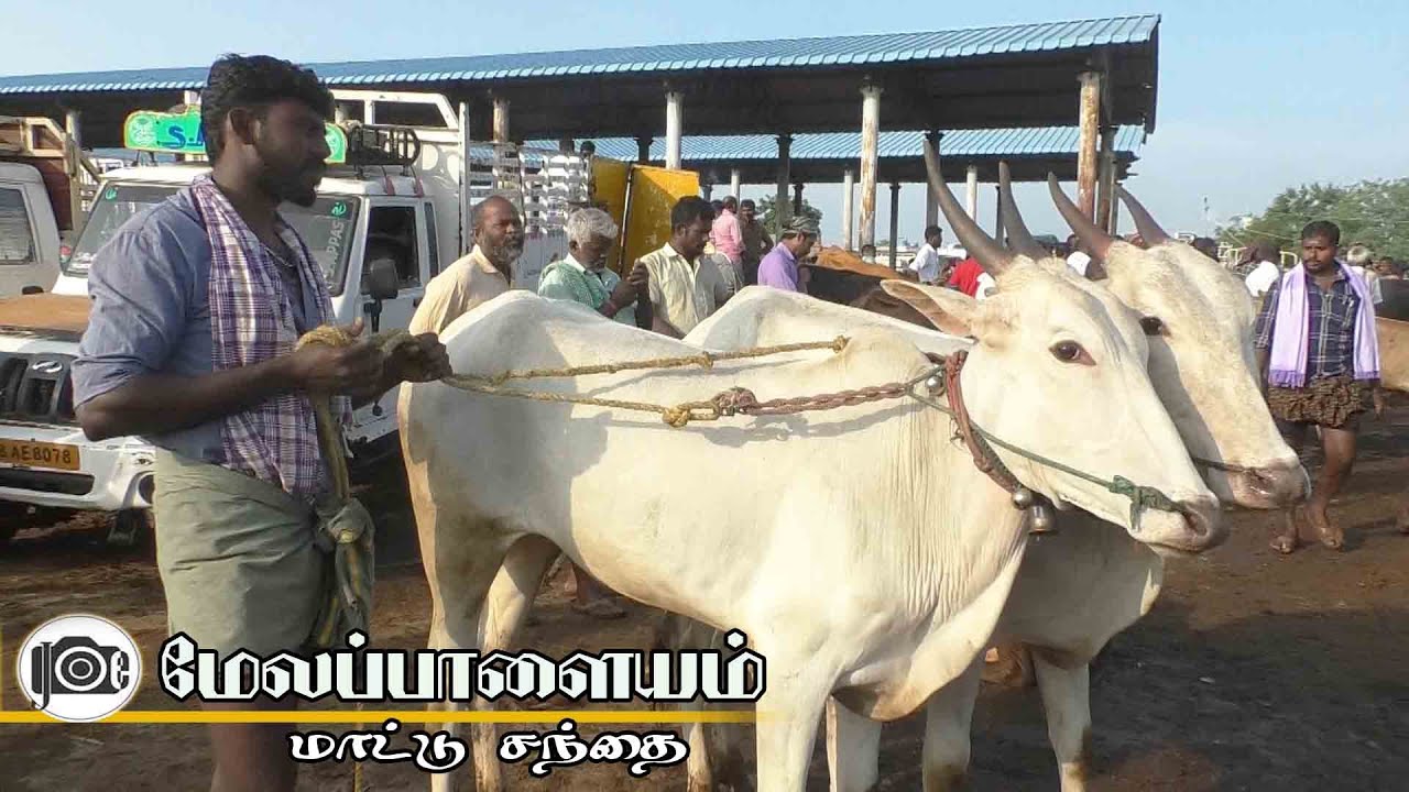 Melapalayam mattu santhai | மேலப்பாளையம் மாட்டு சந்தை