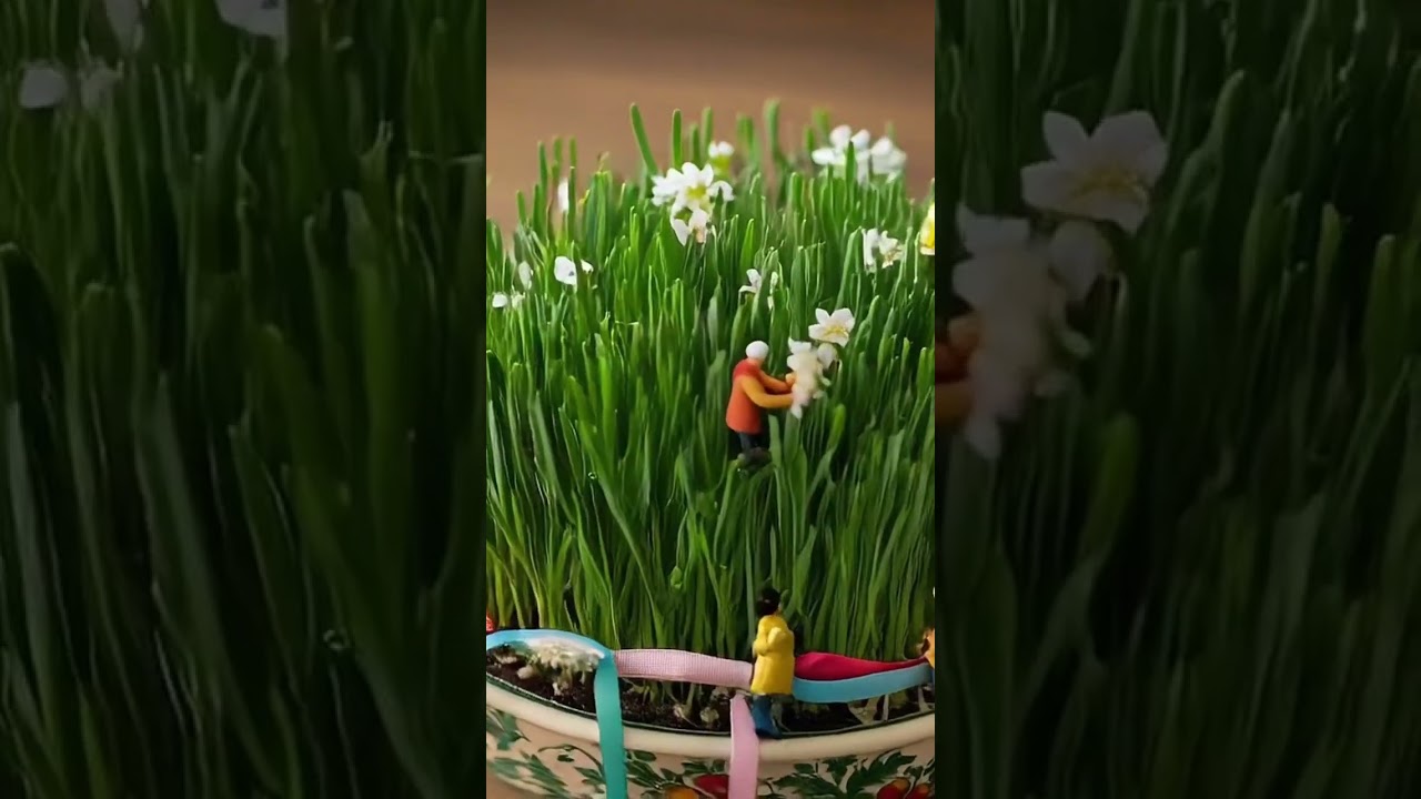Səməni #səməni #novruz #навруз #праздник #novruzbayramı #nevruz