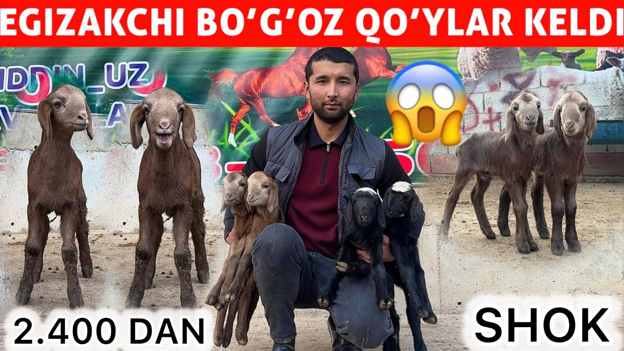 	“SHOK NARH! 2.400 DAN BOGOZ ONA-BOLA QOYLAR 😱” AHROR ARZONCHIDA 