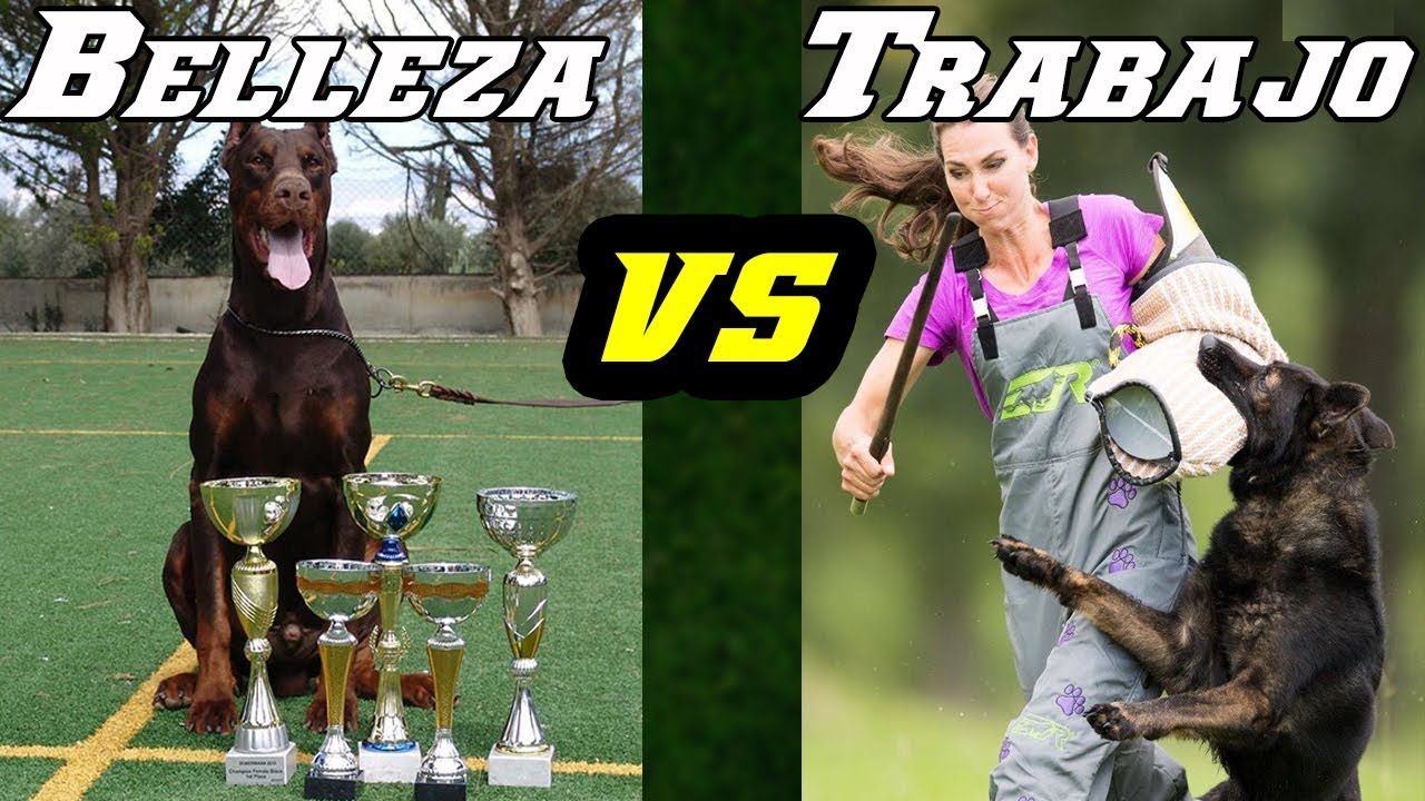 Diferencias entre líneas de trabajo y belleza en perros de raza