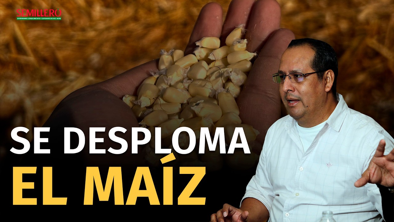 #109 México ya importa más maíz del que produce ¿qué está pasando? | Samuel Sarmiento