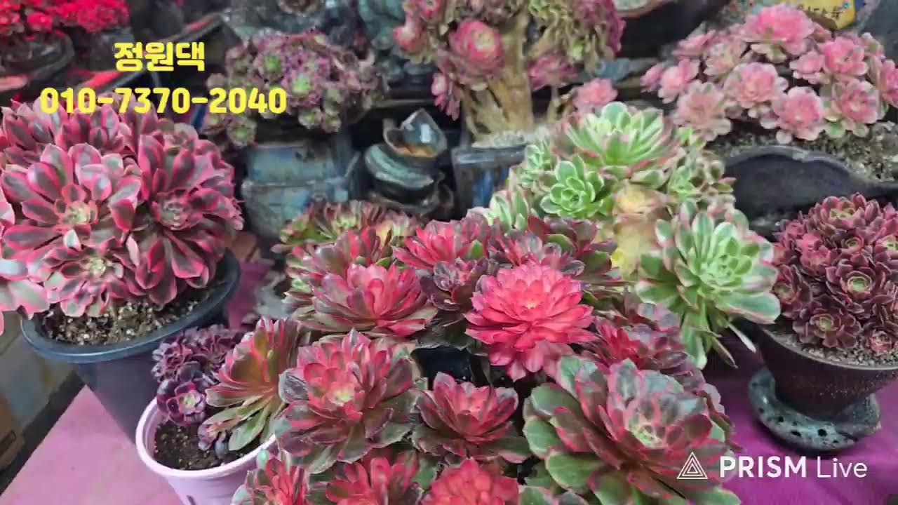속초 정원다육 정원댁010.7370.2040