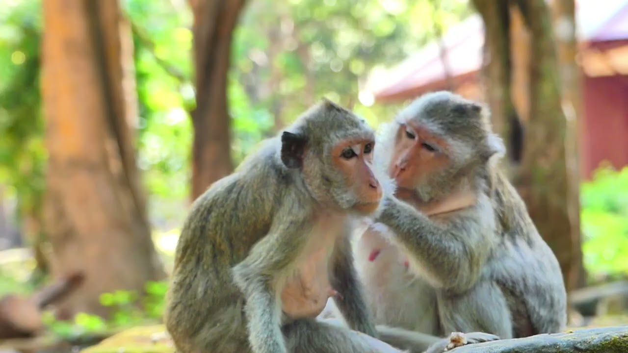 Jades monkey so old monkey and She care of her health in daily