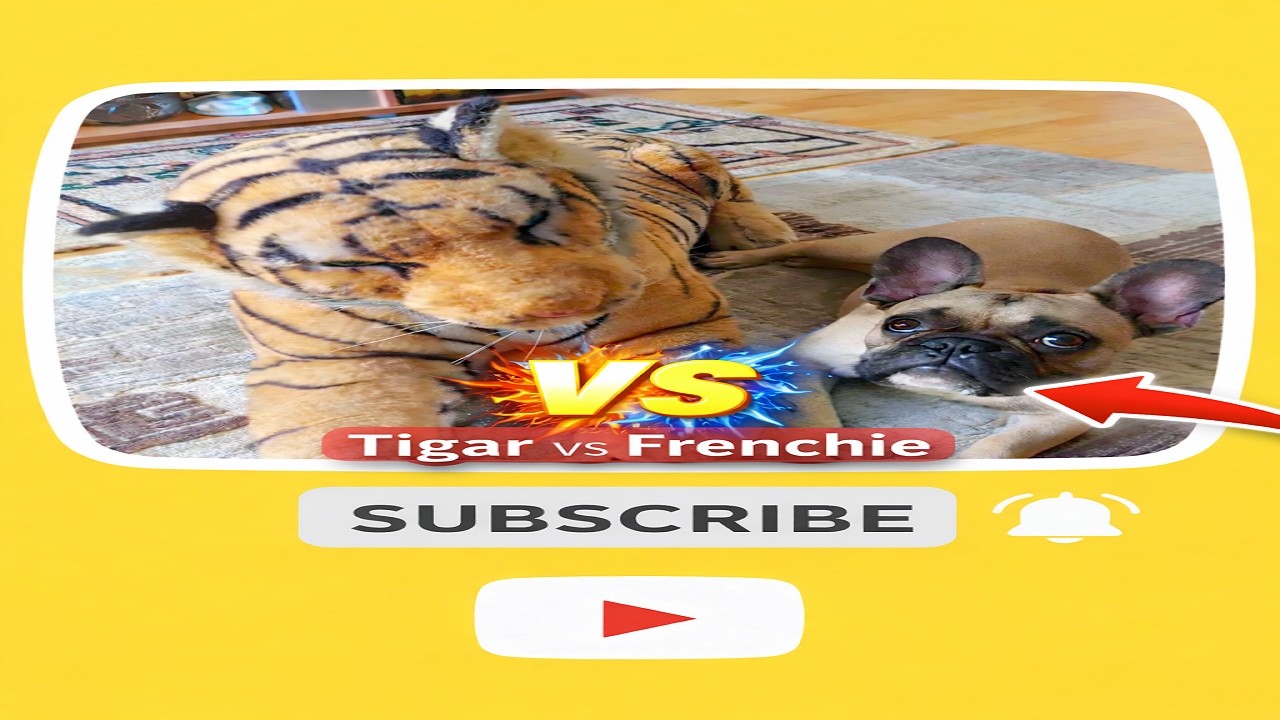 Tigar & French Bulldog Hugo 09 09 2021