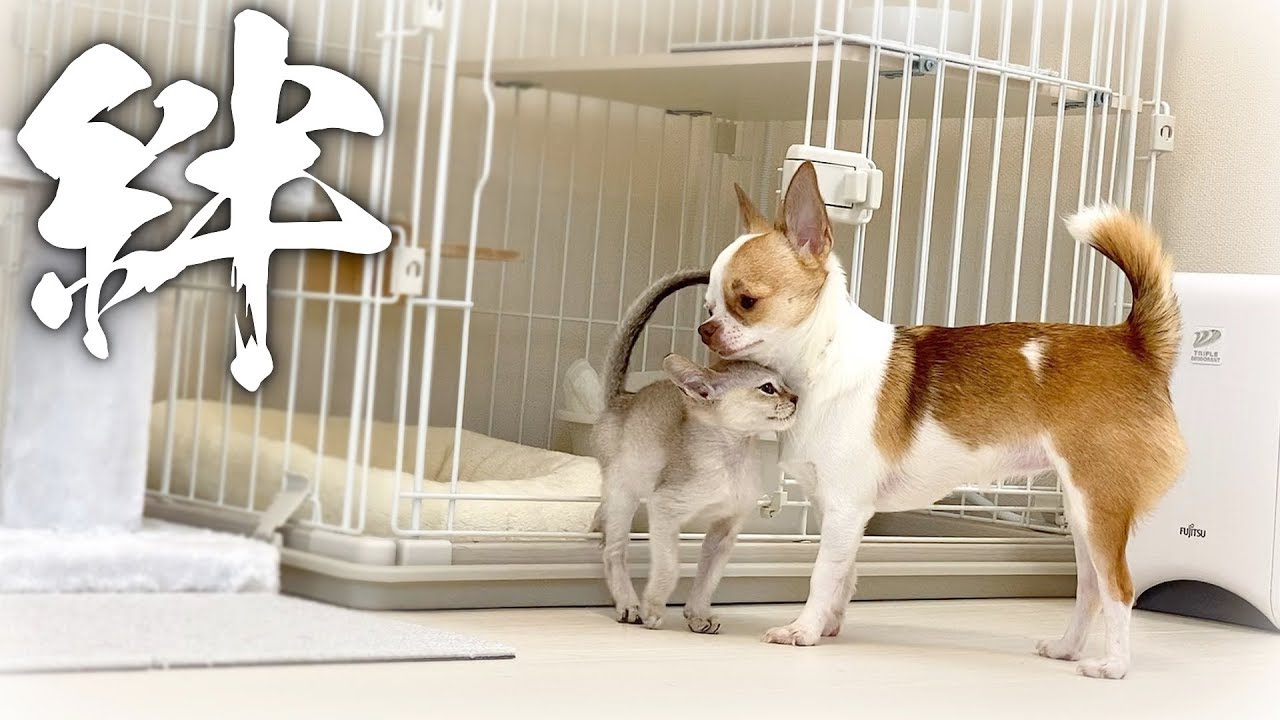 お迎え１週間目の子猫と子犬の間に、早くも絆が芽生えました