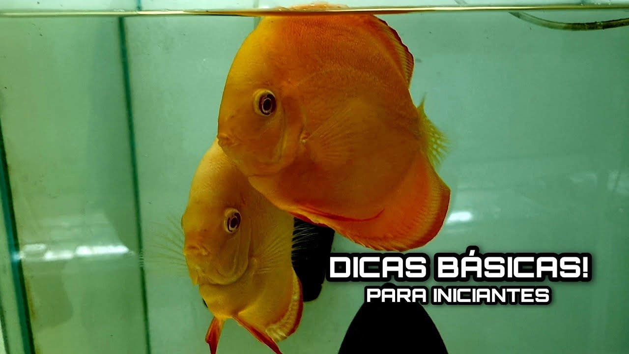 DICAS PARA FORMAR CASAL DE ACARÁ DISCO ft. MUNDO DOS DISCOS