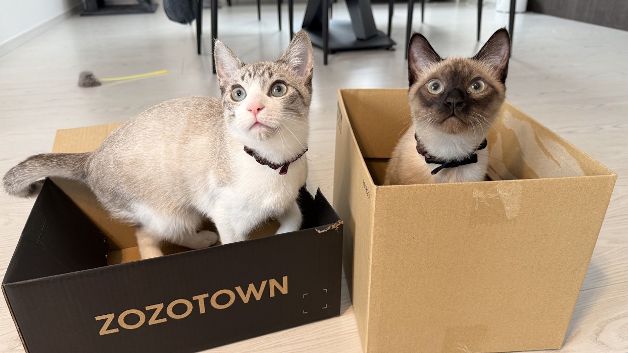 生後５ヶ月の子猫にダンボールをあげたらまさかの結果に…！