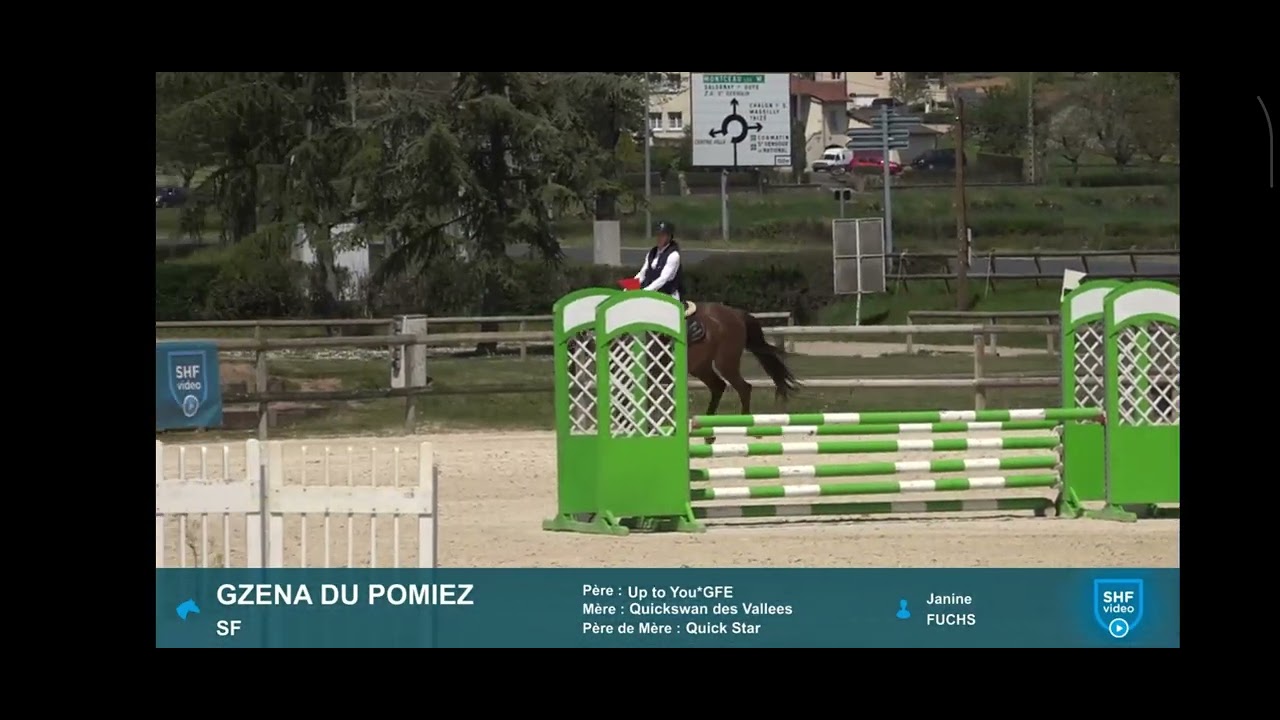 10j. SF Stute / mare