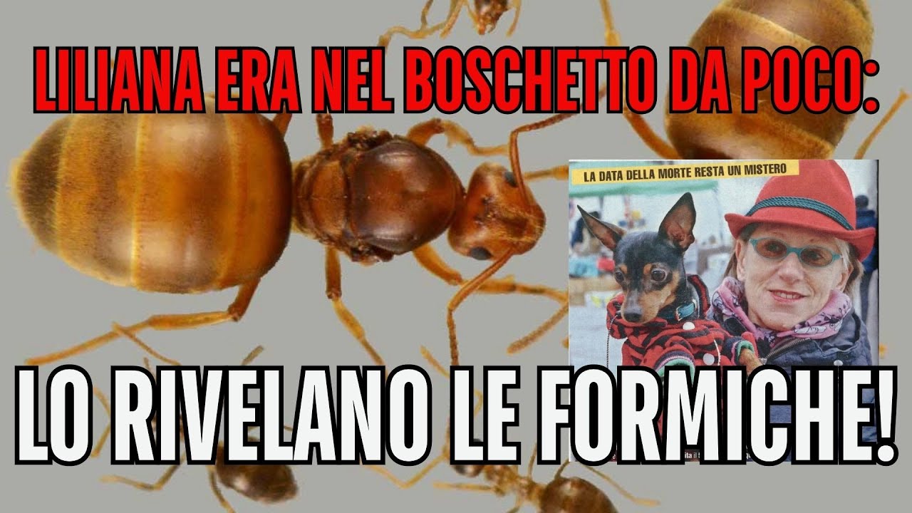 Лилиана пробыла в лесу совсем недолго: об этом рассказали муравьи!