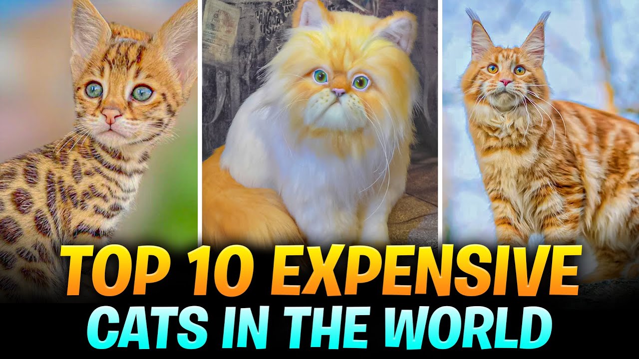 Top 10 Most Expensive Cats in the World