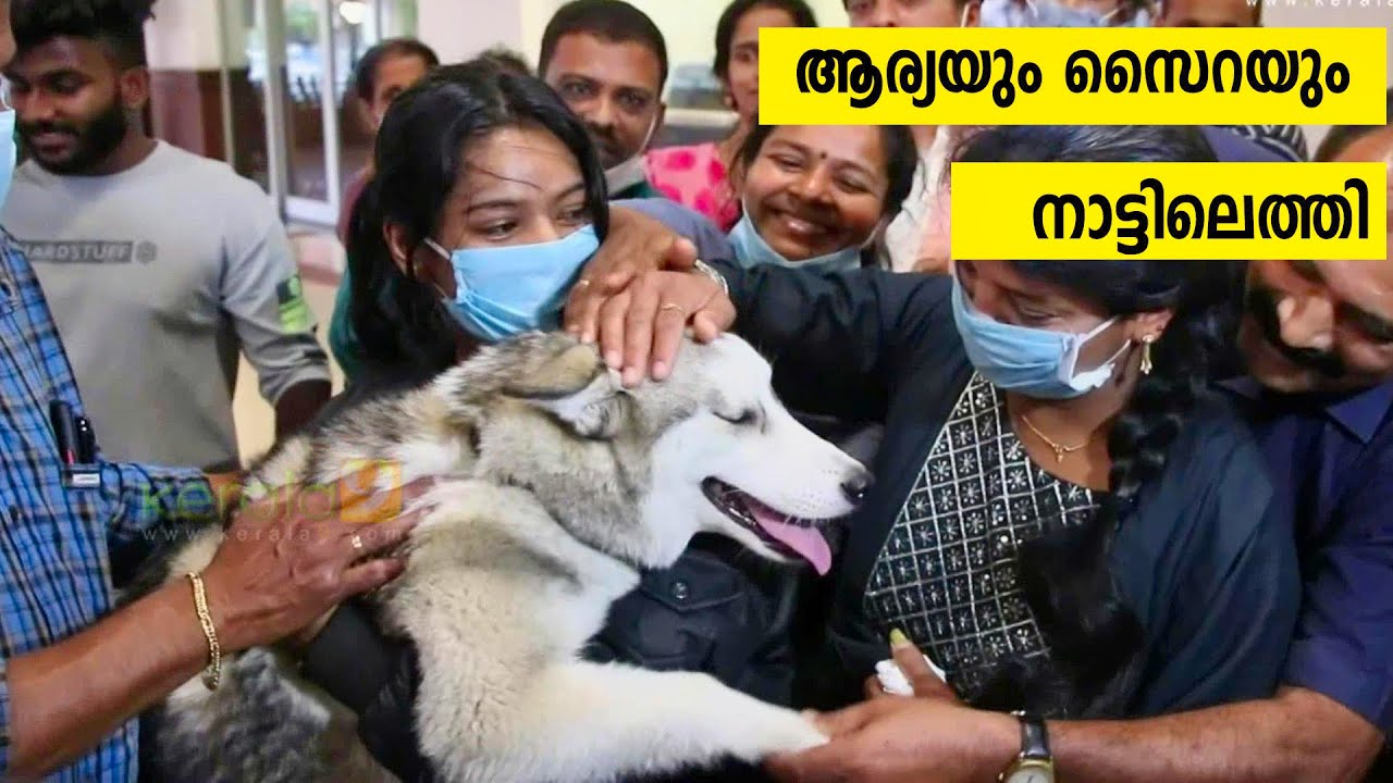 Girl named Arya From Kerala Returned From Ukraine With Her Dog Saira a Siberian Husky - Kerala9.com