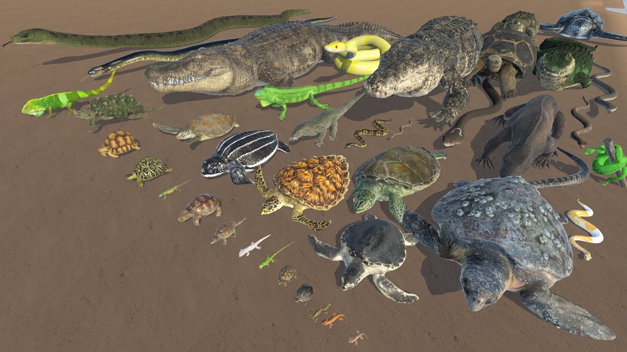 Reptile Size Comparison in 3D Animation | Realistic World Data