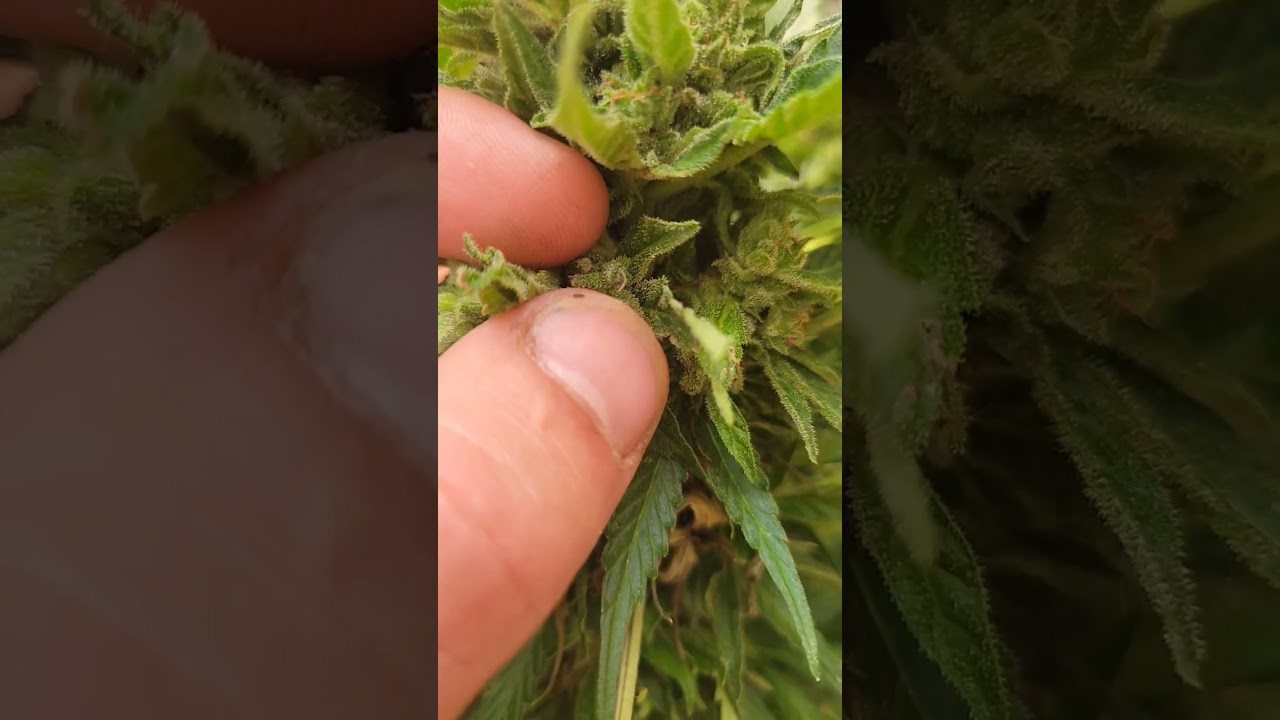 organic super skunk how to tell when you're bud's redy