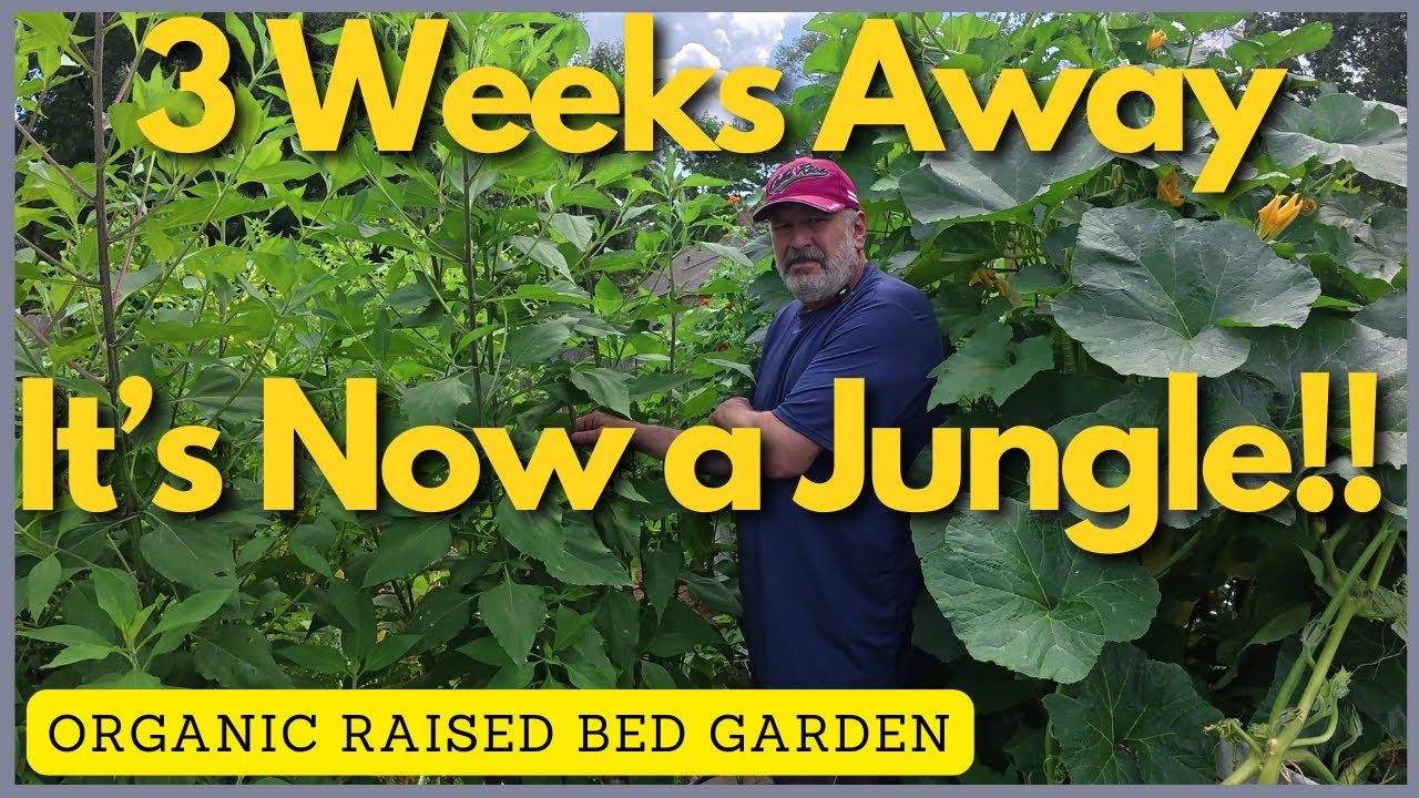 3 Weeks Away and My Garden Went Wild!
