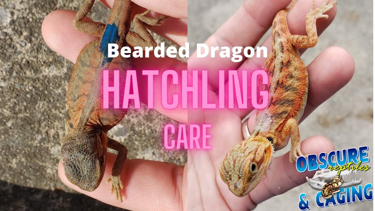 Hatchling Bearded Dragon Care