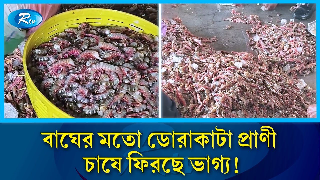 This time, tiger-like striped animals are going to Europe and America | Tiger Prawn | Sea food | Marine Life | Rtv
