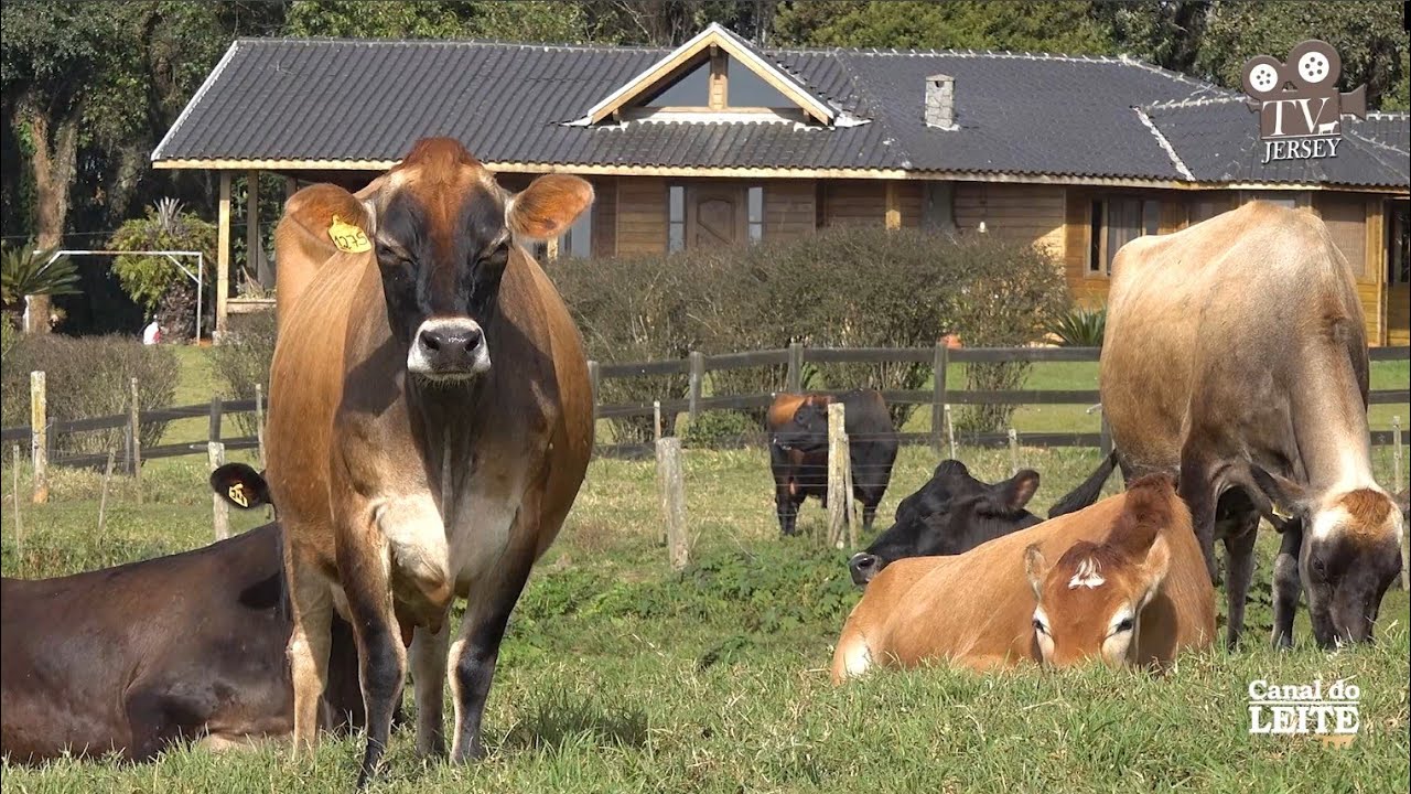 Fazenda Curucaca Jersey - Leite e Genética com gado Jersey de qualidade - TV JERSEY - PGM #55