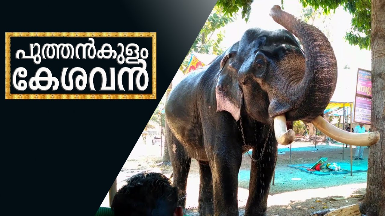 Puthenkulam Kesavan at Kodimootil temple Parippally