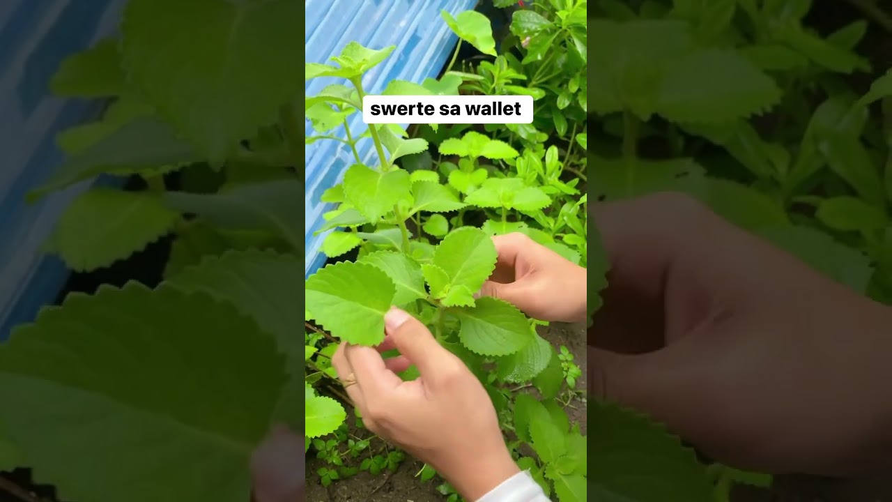SWERTE SA WALLET #pampaswerte