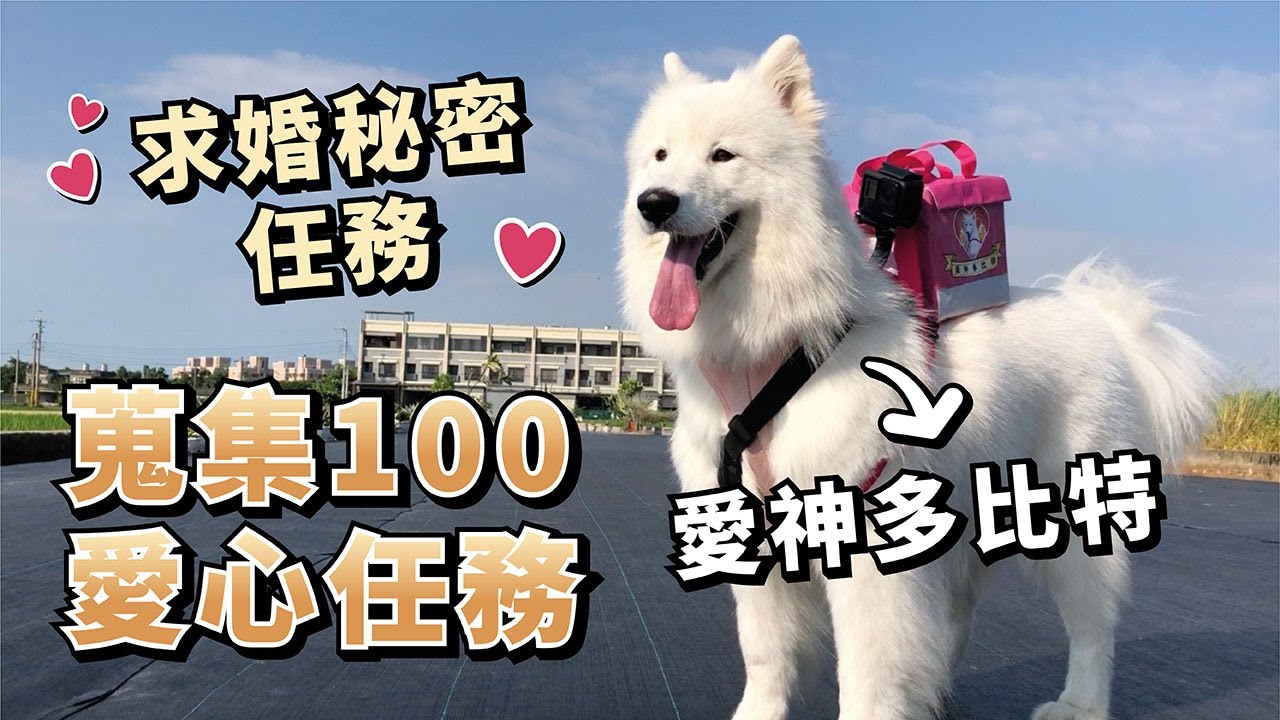 『愛神多比特』多比化身成邱比特，跑遍台灣集結百人祝福求婚影片(薩摩耶多比Dobby is free)