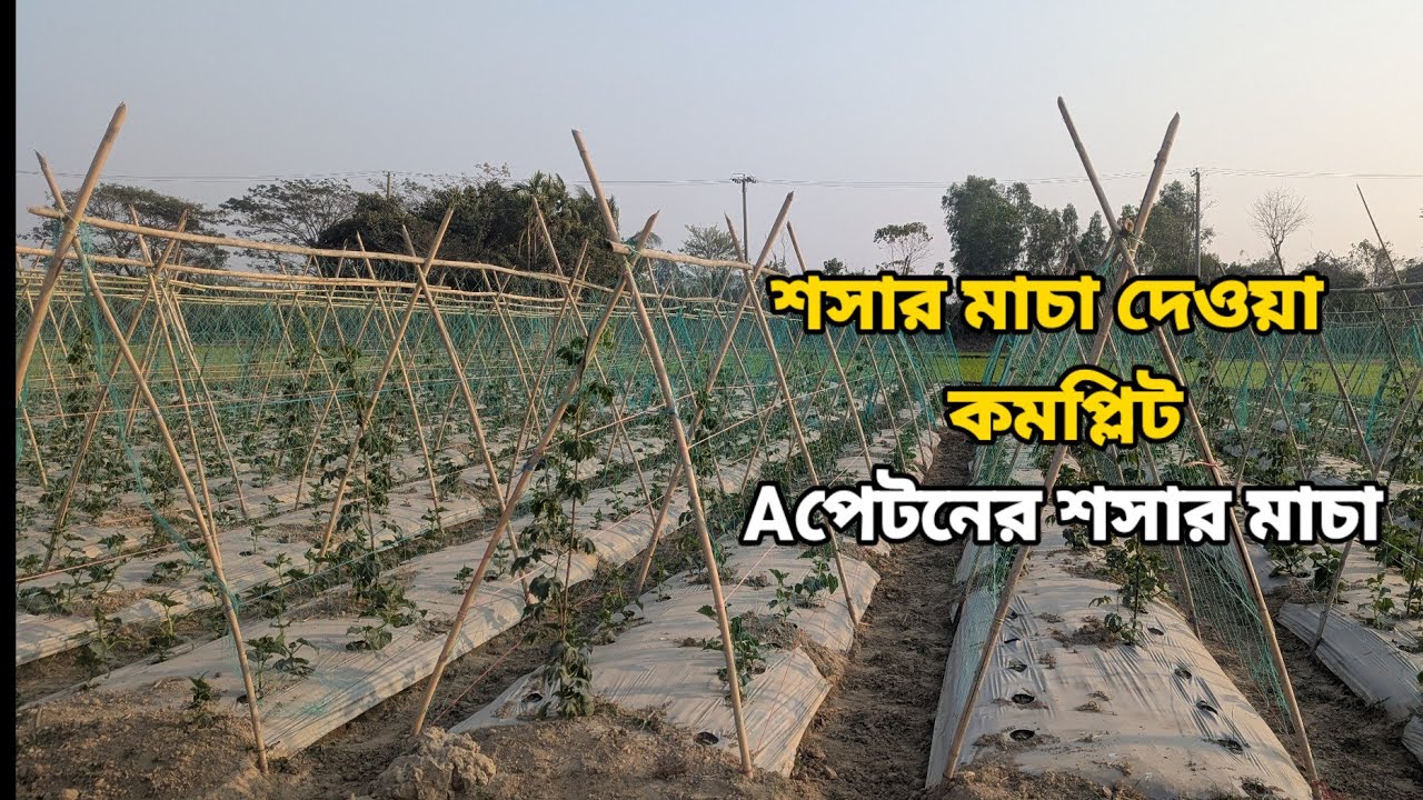 আলহামদুলিল্লাহ শসার জমিতে মাচা দেওয়া কমপ্লিট  করে ফেললাম 🥒🥒#bangladeshagrofarmer #farming 