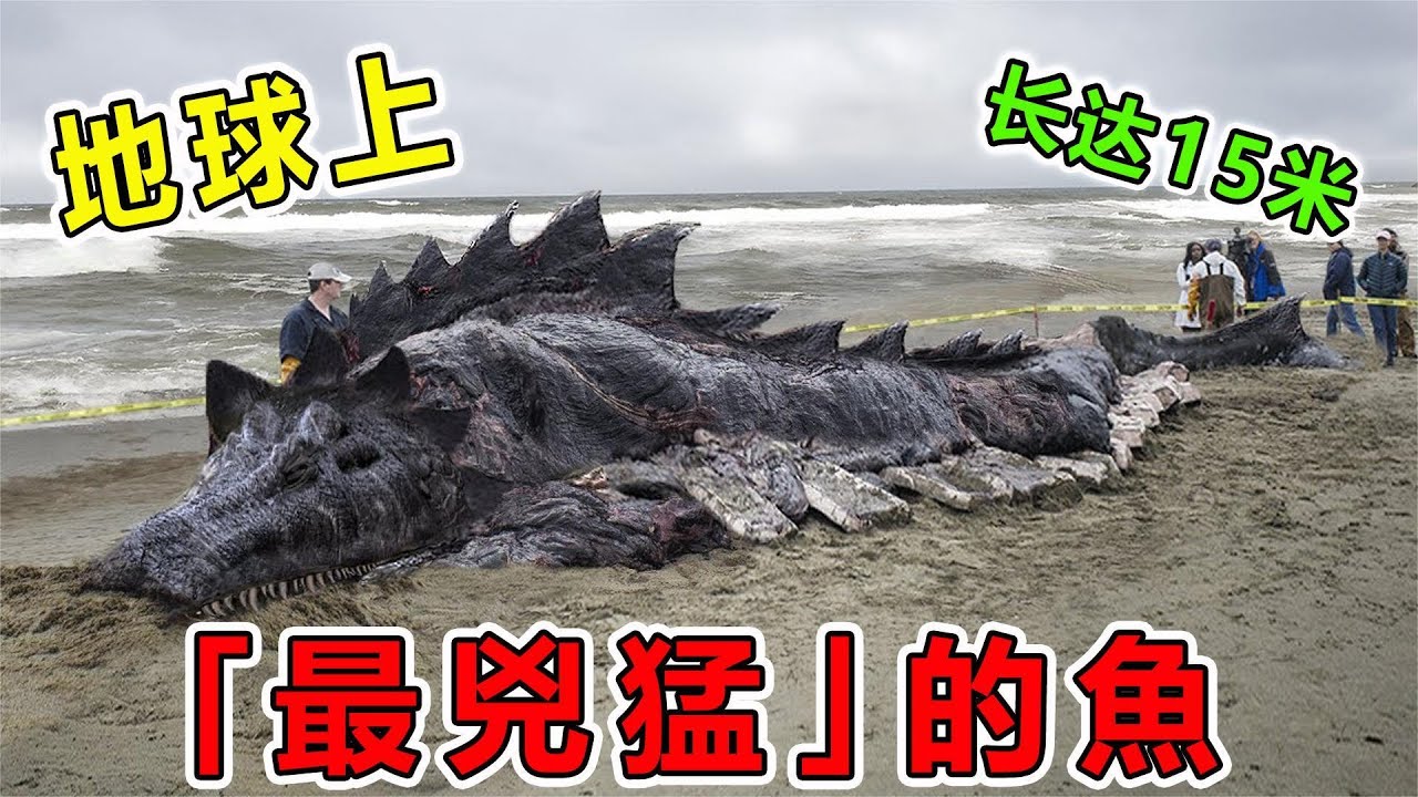地球上&ldquo;最兇猛&rdquo;的10大淡水魚，喀納斯湖水怪終於現身，長達15米重達1000斤