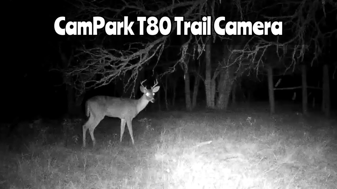 CamPark T80 Trail Camera Video Dec. 6-31, 2025
