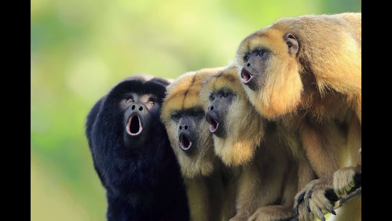 The Loudest Monkeys on Earth: Discovering Howler Monkeys..