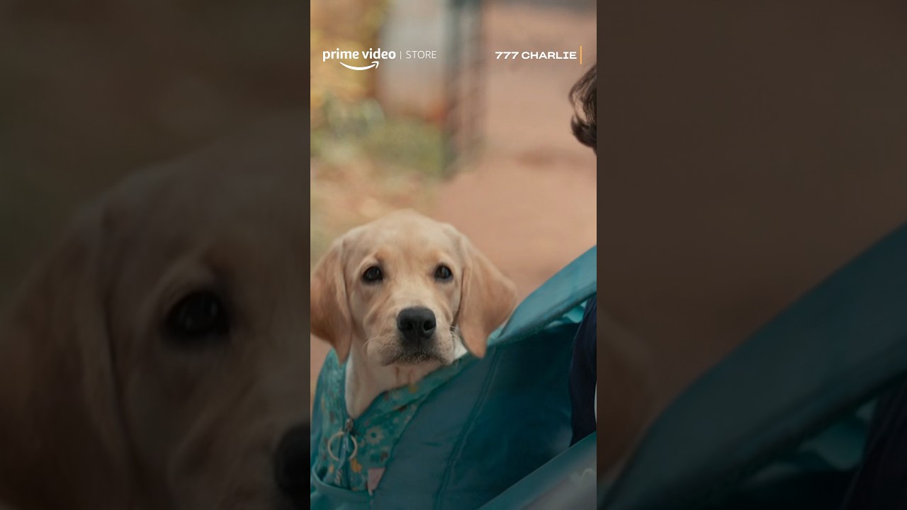 The dog finds his way back home 😂❤️ | 777 Charlie | #primevideostore