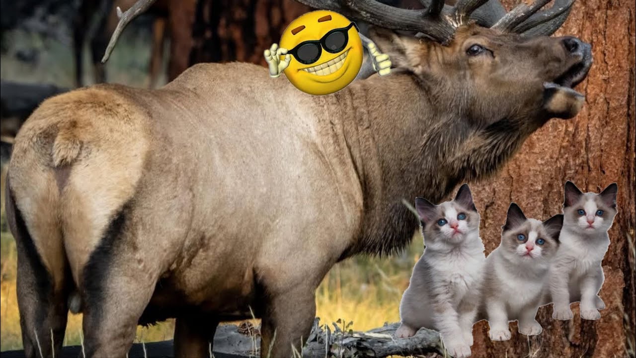 Funny animals comedy