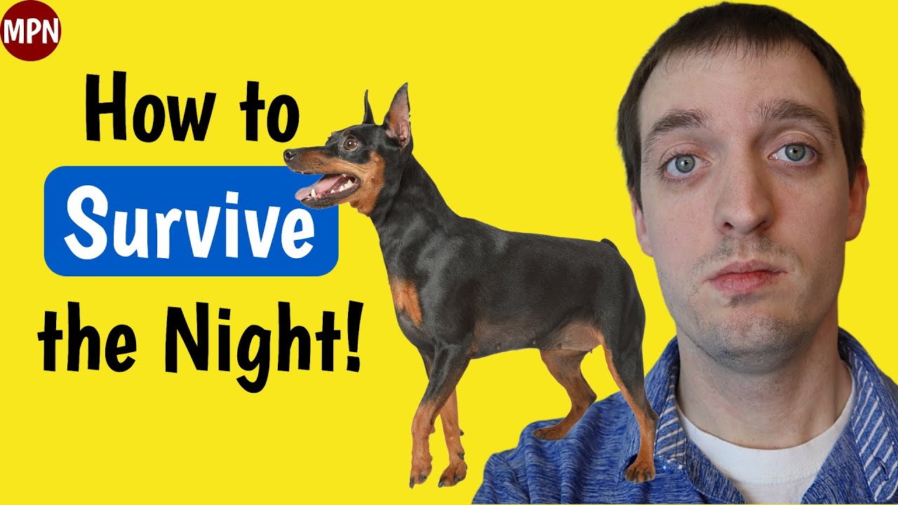 First Night Home with Your Miniature Pinscher Puppy: What You Need to Know!