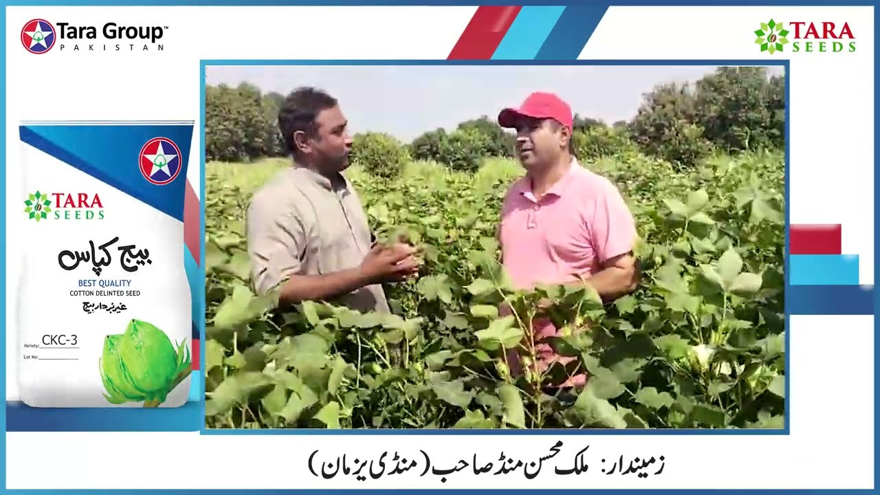 Cotton Seed CKC-1 Testimonial