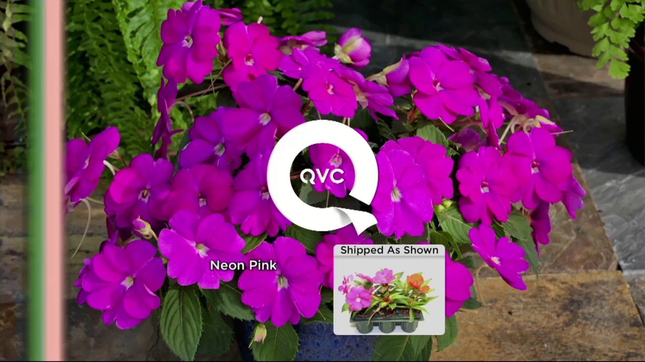 Roberta's 6-piece Compact and Colorful SunPatiens on QVC