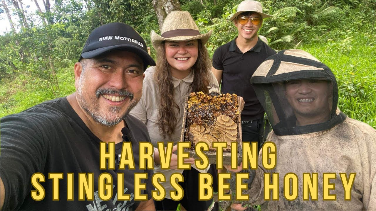 The Ultimate Guide To Stingless Bee Honey Harvesting With The Millennial Beekeeper!