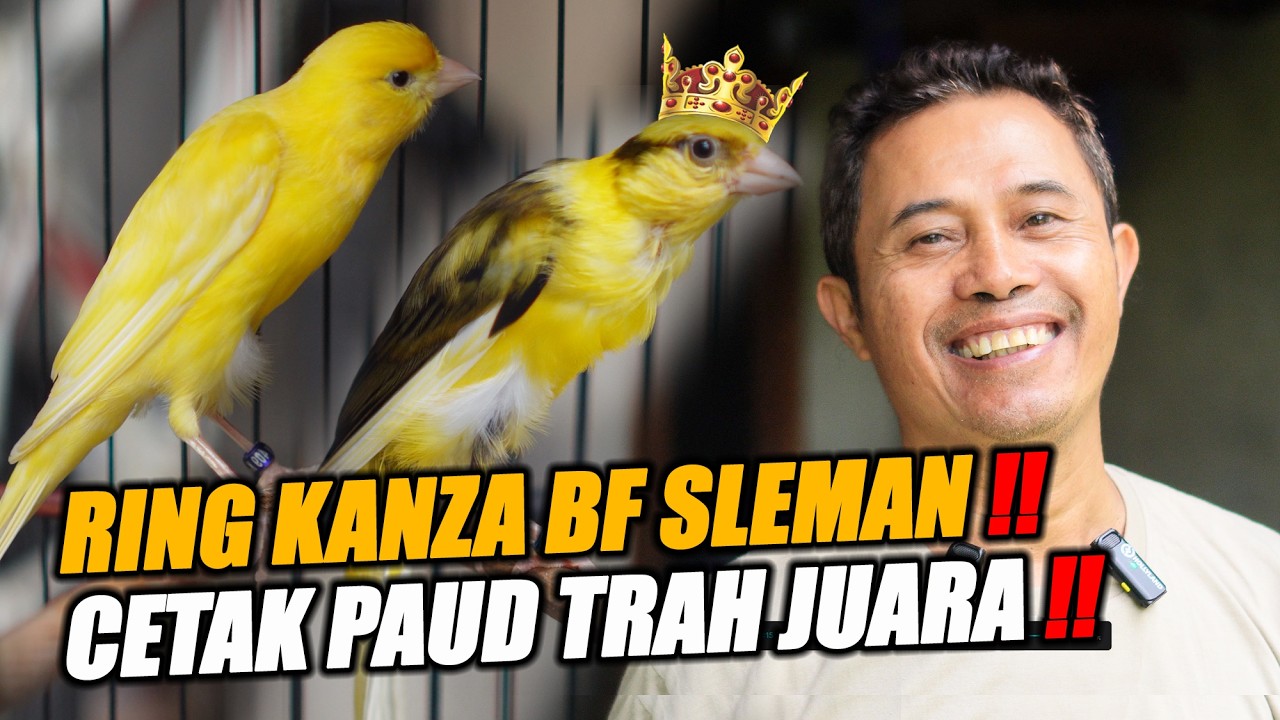 LIVING LEGEND !!! CETAK PAUD TRAH KENARI JUARA MATERI CROSSBREED RING KANZA BF SLEMAN #kenarijogja