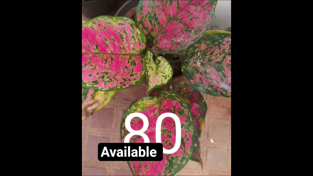 #plants sale#aglonima#anthuriumplant #