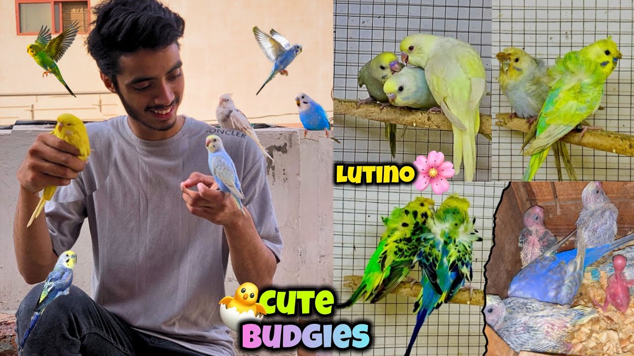 Lutino hogoromo budgies ne egg de dia😍🐣|New beautiful budgies le liye🩷😱