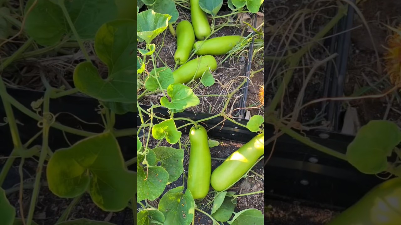 Bottle Gourd 