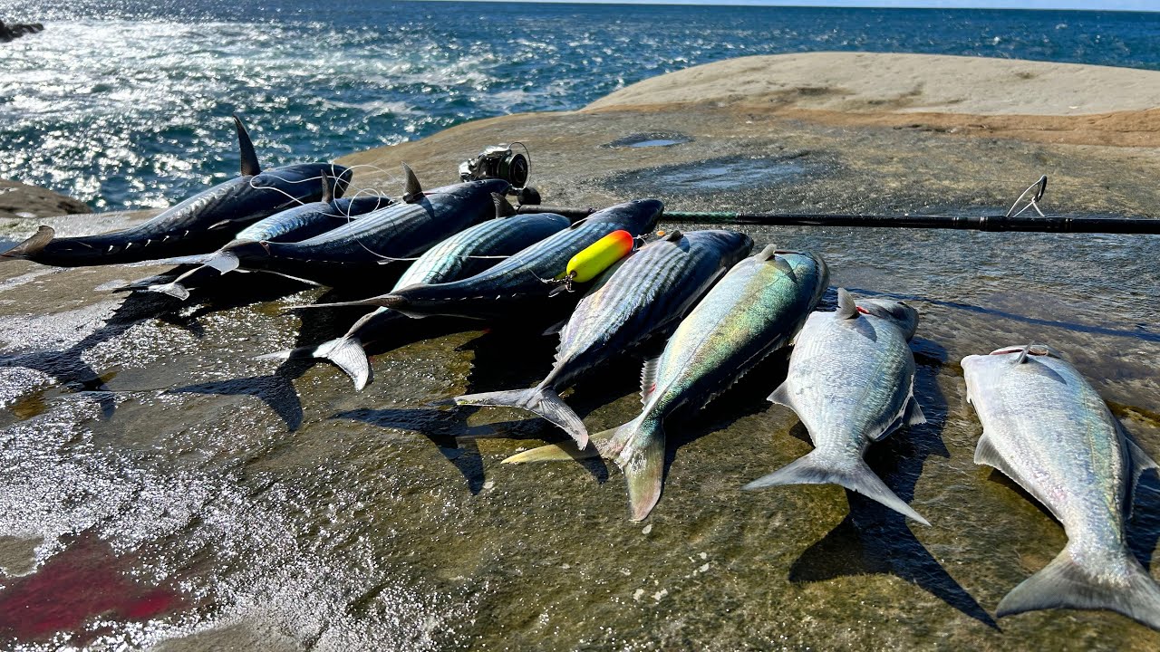 ตกปลาชายฝั่ง ทุ่นลอยเหยื่อสดได้ผล 100% Mactuna,Bonito,Kingfish 🐟🎣🔥🔥